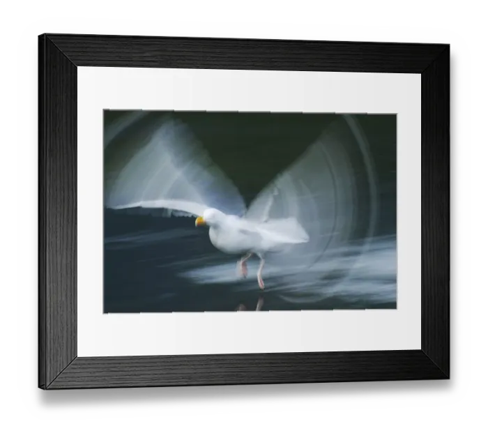 Framed Print : RF- Herring gull (Larus argentatus) in low flight over water, Flatanger, Nord Trondelag, Norway Framed Print : RF- Herring gull (Larus argentatus) in low flight over water, Flatanger, Nord Trondelag, Norway