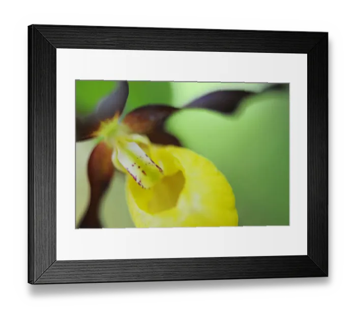 Framed Print : Close up of Yellow ladys slipper orchid {Cypripedium calceolus} Sweden Framed Print : Close up of Yellow ladys slipper orchid {Cypripedium calceolus} Sweden