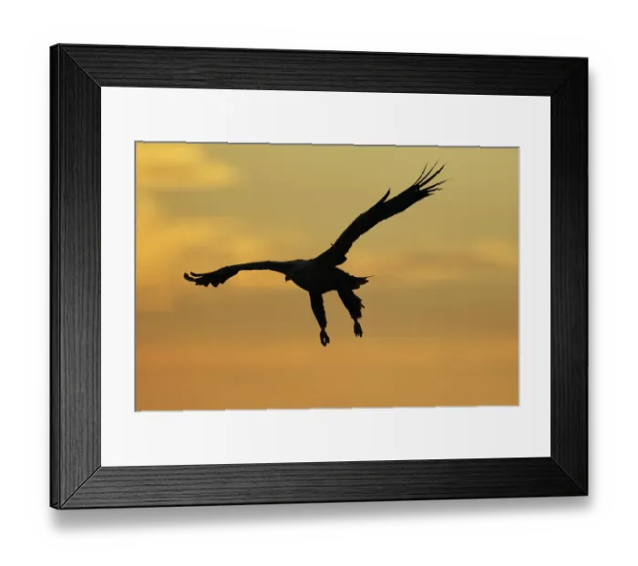 Framed Print : White tailed sea eagle (Haliaeetus albicilla) in flight silhouetted against an orange sky Framed Print : White tailed sea eagle (Haliaeetus albicilla) in flight silhouetted against an orange sky