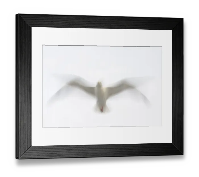 Framed Print : Herring gull (Larus argentatus) in flight, Flatanger, Nord Trndelag, Norway, August 2008 Framed Print : Herring gull (Larus argentatus) in flight, Flatanger, Nord Trndelag, Norway, August 2008