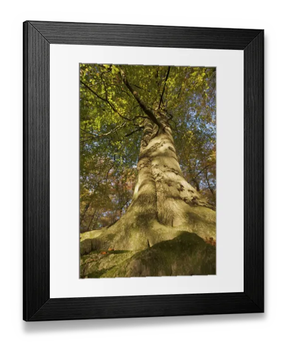 Framed Print : View looking up European beech (Fagus sylvatica) tree trunk, Klampenborg Dyrehaven Framed Print : View looking up European beech (Fagus sylvatica) tree trunk, Klampenborg Dyrehaven