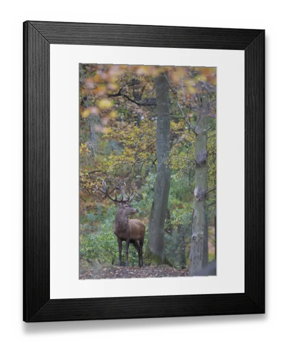 Framed Print : Red deer (Cervus elaphus) stag in wood during rut, Klampenborg Dyrehaven, Denmark Framed Print : Red deer (Cervus elaphus) stag in wood during rut, Klampenborg Dyrehaven, Denmark