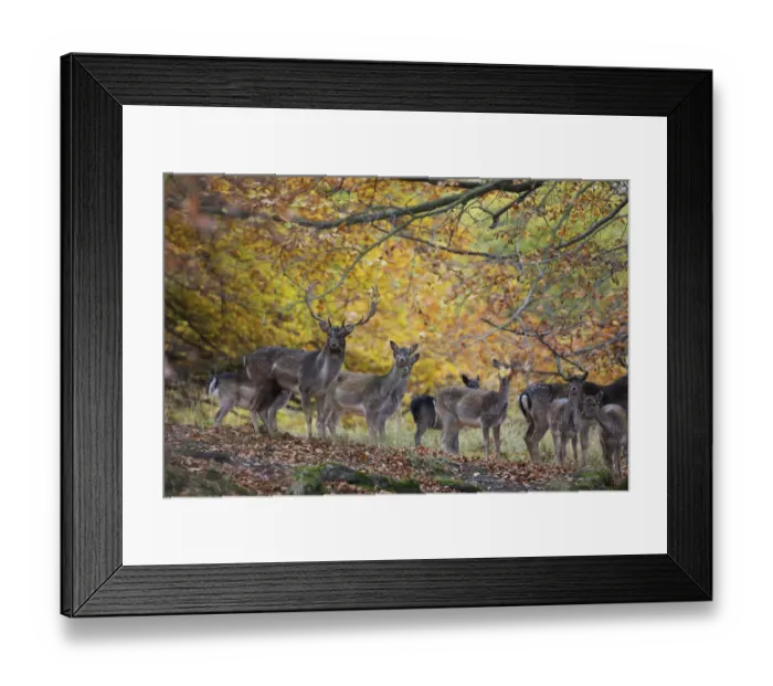 Framed Print : Fallow deer (Dama dama) buck with a groups of does, Klampenborg Dyrehaven, Denmark Framed Print : Fallow deer (Dama dama) buck with a groups of does, Klampenborg Dyrehaven, Denmark