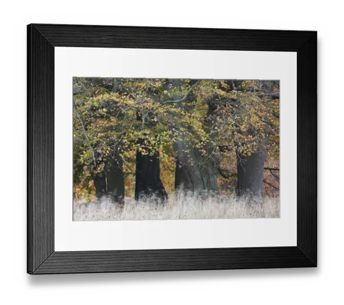 Framed Print : European beech (Fagus sylvatica) trees, Klampenborg Dyrehaven, Denmark, October 2008 Framed Print : European beech (Fagus sylvatica) trees, Klampenborg Dyrehaven, Denmark, October 2008