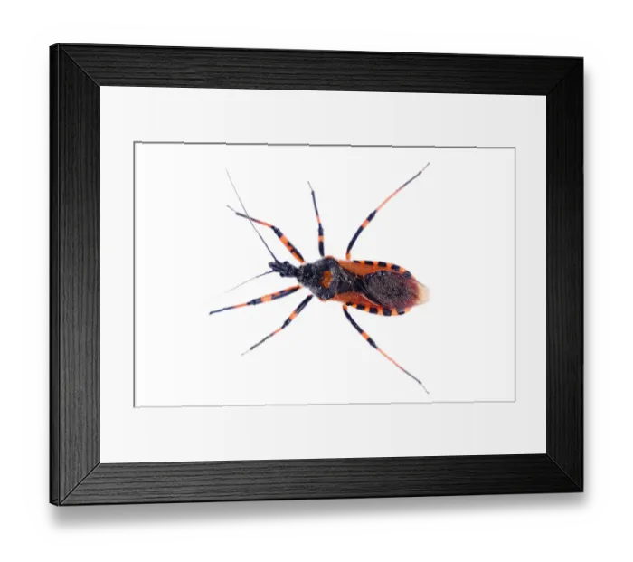 Framed Print : Assassin bug (Rhynocorus iracundus) Fliess, Naturpark Kaunergrat, Tirol, Austria, July 2008 Framed Print : Assassin bug (Rhynocorus iracundus) Fliess, Naturpark Kaunergrat, Tirol, Austria, July 2008