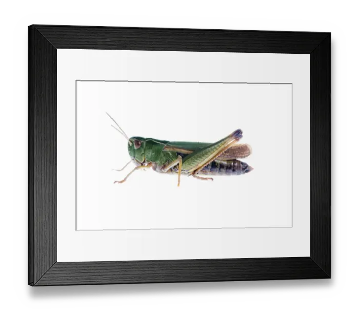 Framed Print : Common green grasshopper (Omocestus viridulus) Fliess, Naturpark Kaunergrat, Tirol Framed Print : Common green grasshopper (Omocestus viridulus) Fliess, Naturpark Kaunergrat, Tirol