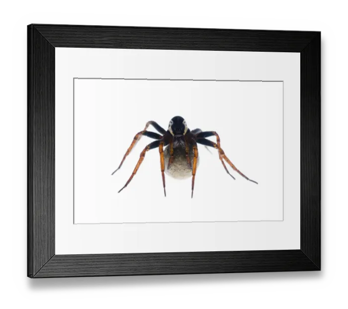 Framed Print : Female Raft spider (Dolomedes fimbriatus) with egg sac, Fliess, Naturpark Kaunergrat Framed Print : Female Raft spider (Dolomedes fimbriatus) with egg sac, Fliess, Naturpark Kaunergrat