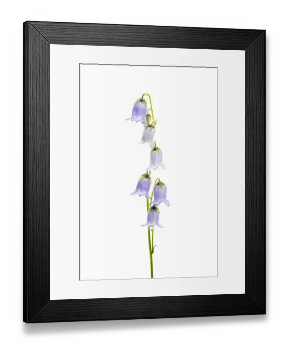 Framed Print : Bearded bellfower (Campanula barbata) in flower, Fliess, Naturpark Kaunergrat, Tirol