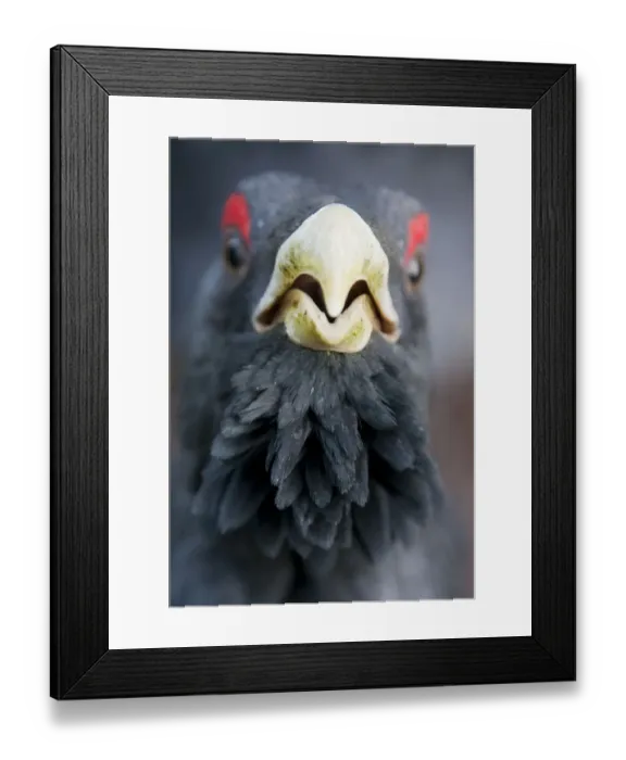 Framed Print : Capercaillie (Tetrao urogallus) male, head portrait, Strathspey, Cairngorms NP, Scotland