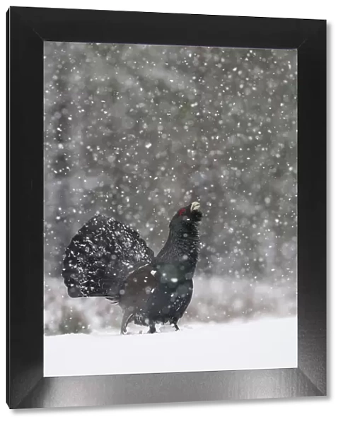 Capercaillie (Tetrao urogallus) male displaying in snow, Cairngorms NP, Scotland