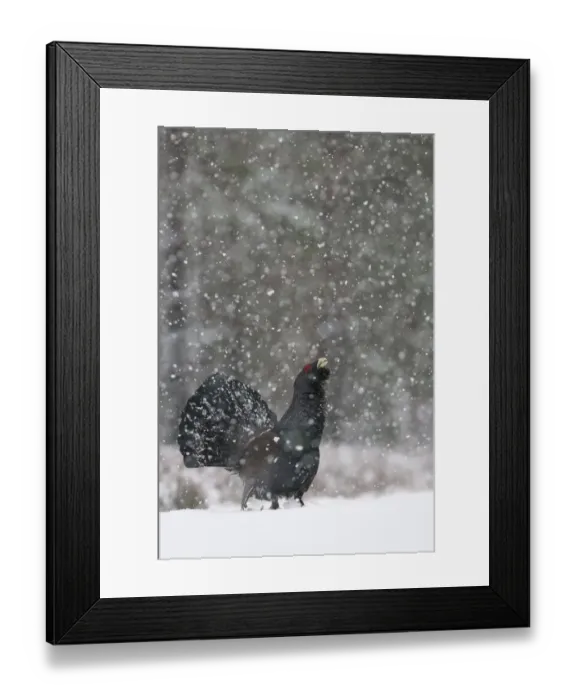 Framed Print : Capercaillie (Tetrao urogallus) male displaying in snow, Cairngorms NP, Scotland Framed Print : Capercaillie (Tetrao urogallus) male displaying in snow, Cairngorms NP, Scotland