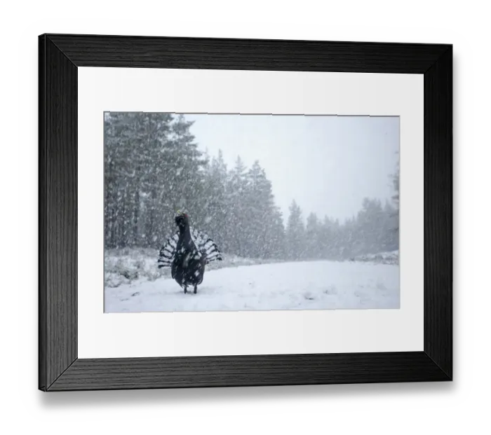 Framed Print : RF- Capercaillie (Tetrao urogallus) male displaying in heavy snowfall, Cairngorms National Park