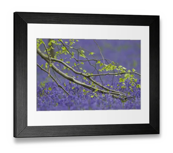 Framed Print : European beech tree (Fagus sylvatica) branch above a Bluebell (Hyacinthoides non-scripta Framed Print : European beech tree (Fagus sylvatica) branch above a Bluebell (Hyacinthoides non-scripta