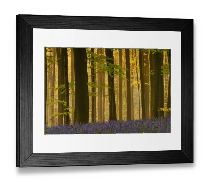 Framed Print : Hallerbos with mist at dawn, Bluebells (Hyacinthoides non-scripta / Endymion non-scriptum) Framed Print : Hallerbos with mist at dawn, Bluebells (Hyacinthoides non-scripta / Endymion non-scriptum)