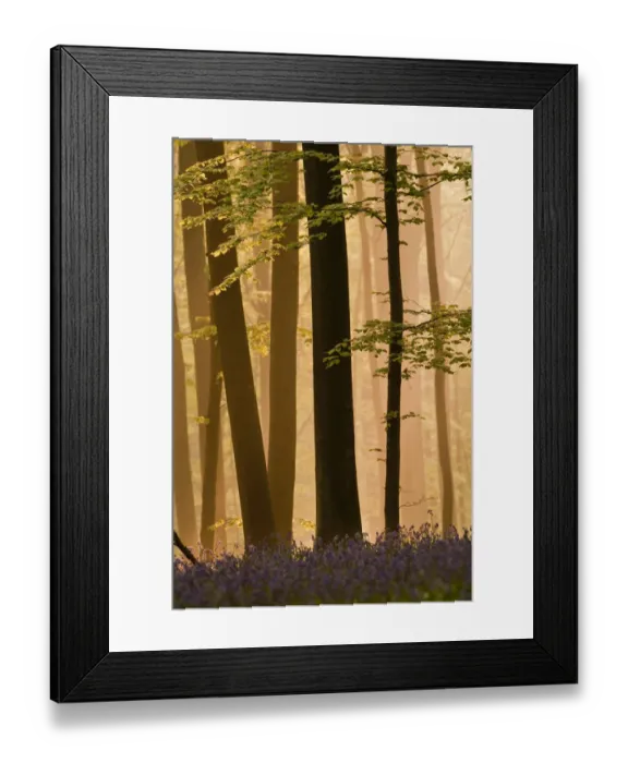 Framed Print : Hallerbos in dawn mist with flowering Bluebellls (Hyacinthoides non-scripta / Endymion Framed Print : Hallerbos in dawn mist with flowering Bluebellls (Hyacinthoides non-scripta / Endymion