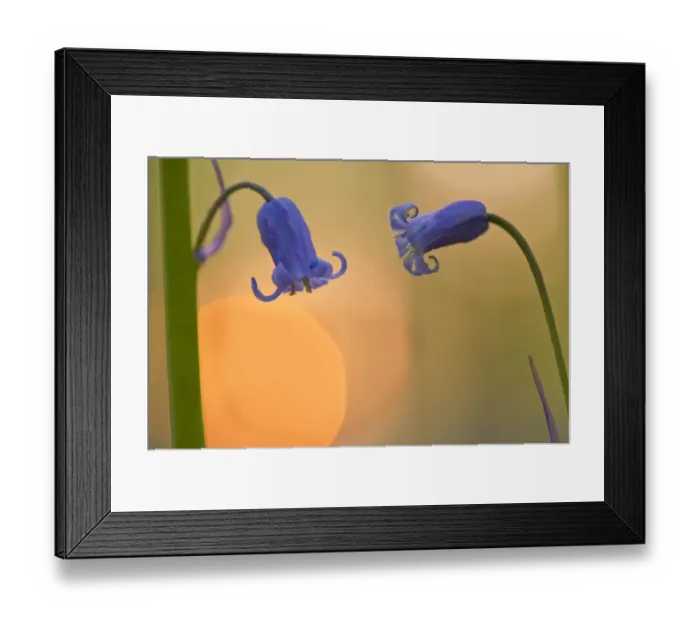 Framed Print : Two backlit Bluebell flowers (Hyacinthoides non-scripta / Endymion non-scriptum) Hallerbos Framed Print : Two backlit Bluebell flowers (Hyacinthoides non-scripta / Endymion non-scriptum) Hallerbos
