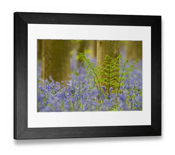Framed Print : Bracken (Pteridium aquilinum) amongst Bluebells (Hyacinthoides non-scripta / Endymion Framed Print : Bracken (Pteridium aquilinum) amongst Bluebells (Hyacinthoides non-scripta / Endymion