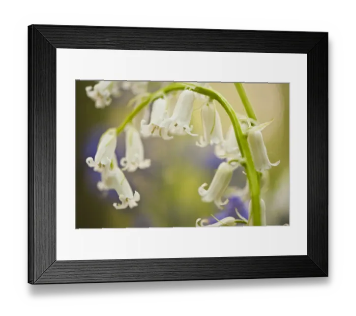 Framed Print : White bluebell flowers (Hyacinthoides non-scripta / Endymion non-scriptum) Hallerbos Framed Print : White bluebell flowers (Hyacinthoides non-scripta / Endymion non-scriptum) Hallerbos