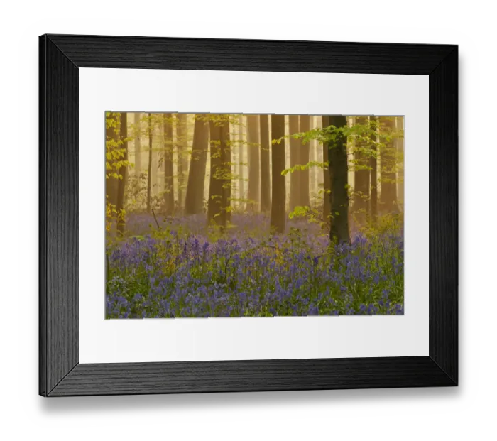 Framed Print : Bluebells (Hyacinthoides non-scripta / Endymion non-scriptum) flowering in wood, dawn light Framed Print : Bluebells (Hyacinthoides non-scripta / Endymion non-scriptum) flowering in wood, dawn light