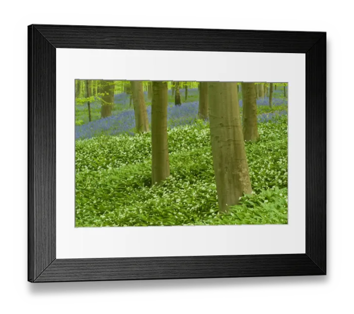 Framed Print : Wild garlic (Allium ursinum) and Bluebell (Hyacinthoides non-scripta / Endymion non-scriptum) Framed Print : Wild garlic (Allium ursinum) and Bluebell (Hyacinthoides non-scripta / Endymion non-scriptum)
