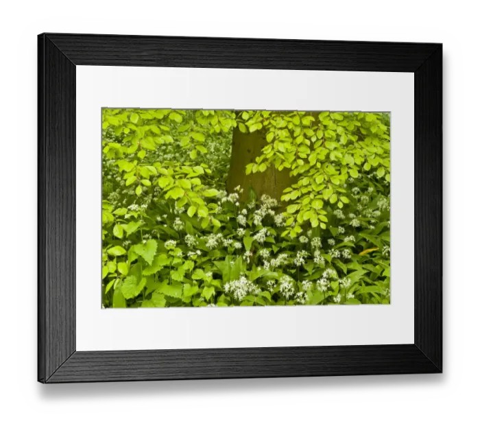 Framed Print : European beech tree (Fagus sylvatica) and undergrowth including Wild garlic (Allium Framed Print : European beech tree (Fagus sylvatica) and undergrowth including Wild garlic (Allium