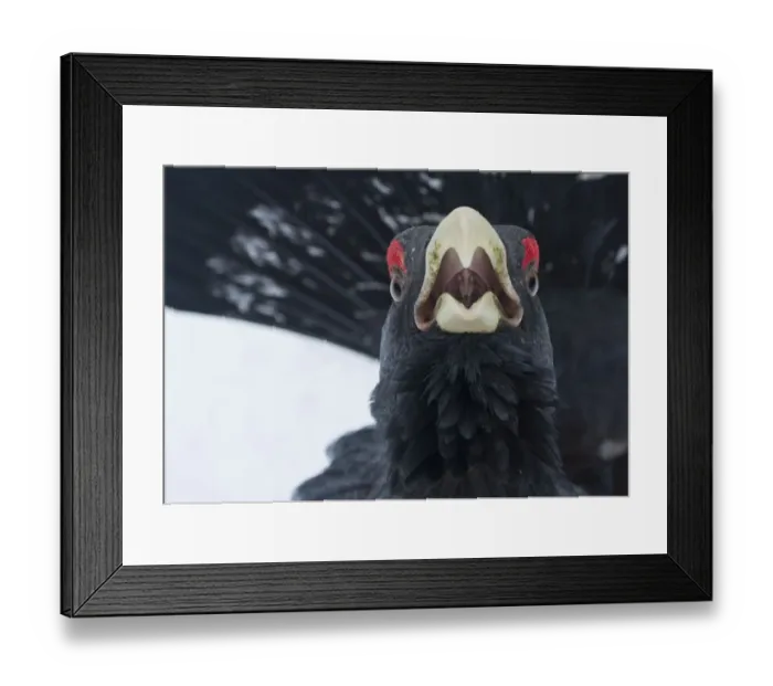 Framed Print : Capercaillie (Tetrao urogallus) male calling as part of display, Cairngorms NP, Scotland