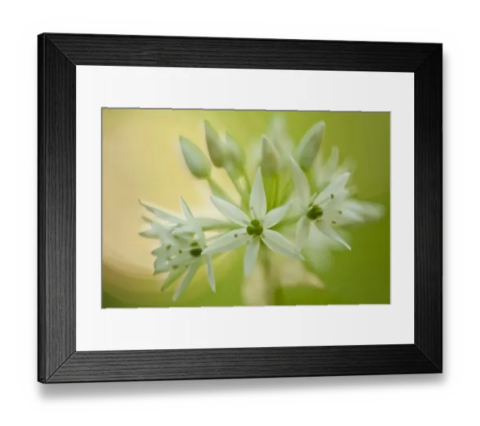 Framed Print : Close-up of Wild garlic (Allium ursinum) flowers, Hallerbos, Belgium, April 2009