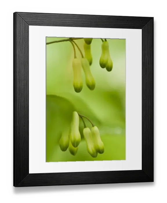 Framed Print : Solomons seal (Polygonatum sp) flowers in Beech wood, Hallerbos, Belgium, April 2009 Framed Print : Solomons seal (Polygonatum sp) flowers in Beech wood, Hallerbos, Belgium, April 2009