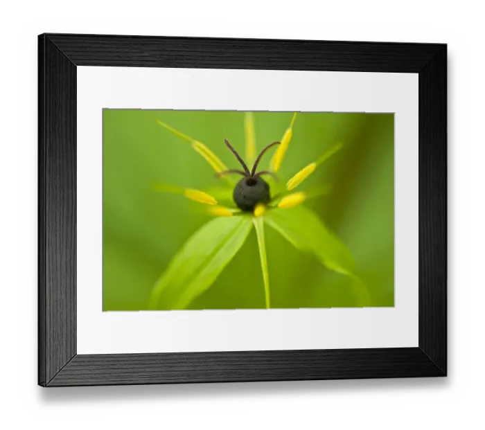 Framed Print : Close-up of Herb paris (Paris quadrifolia) flower, Hallerbos, Belgium, April 2009