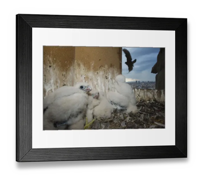 Framed Print : Peregrine falcon (Falco peregrinus) nest, with adult flying past, Sagrada Familia Framed Print : Peregrine falcon (Falco peregrinus) nest, with adult flying past, Sagrada Familia