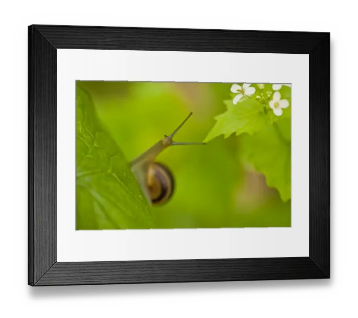 Framed Print : Snail on Garlic mustard (Alliaria petiolata) leaves, Hallerbos, Belgium, April 2009 Framed Print : Snail on Garlic mustard (Alliaria petiolata) leaves, Hallerbos, Belgium, April 2009