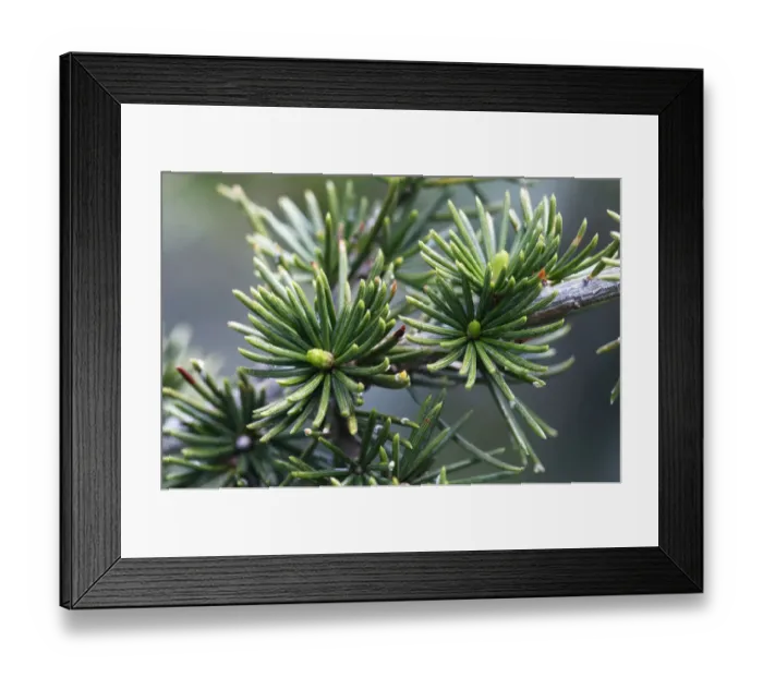 Framed Print : Cyprus cedar (Cedar libani) close-up of needles, Cedar valley, Troodos mountains Framed Print : Cyprus cedar (Cedar libani) close-up of needles, Cedar valley, Troodos mountains