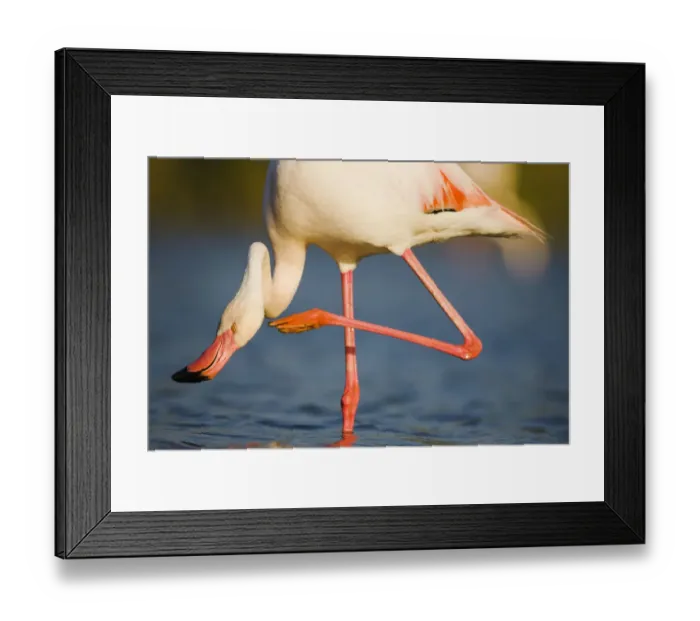 Framed Print : Greater flamingo (Phoenicopterus roseus) scratching neck, in lagoon, Pont Du Gau Framed Print : Greater flamingo (Phoenicopterus roseus) scratching neck, in lagoon, Pont Du Gau