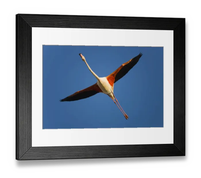Framed Print : Greater flamingo (Phoenicopterus roseus) in flight, Camargue, France, April 2009 Framed Print : Greater flamingo (Phoenicopterus roseus) in flight, Camargue, France, April 2009