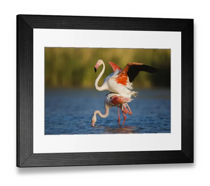 Framed Print : Greater flamingo (Phoenicopterus roseus) pair mating, in lagoon, Pont Du Gau, Camargue Framed Print : Greater flamingo (Phoenicopterus roseus) pair mating, in lagoon, Pont Du Gau, Camargue