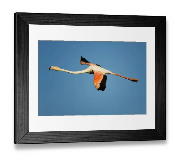 Framed Print : Greater flamingo (Phoenicopterus roseus) in flight, Camargue, France, April 2009 Framed Print : Greater flamingo (Phoenicopterus roseus) in flight, Camargue, France, April 2009