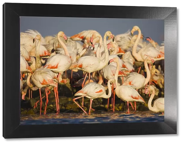 Greater flamingos (Phoenicopterus roseus) part of breeding colony of approx 10, 000 pairs