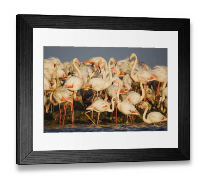 Framed Print : Greater flamingos (Phoenicopterus roseus) part of breeding colony of approx 10, 000 pairs Framed Print : Greater flamingos (Phoenicopterus roseus) part of breeding colony of approx 10, 000 pairs