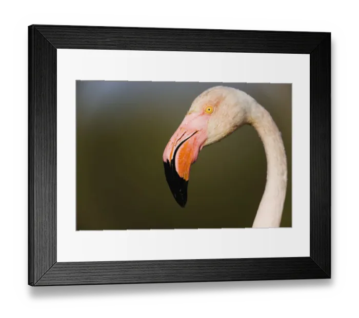 Framed Print : Greater flamingo (Phoenicopterus roseus) head profile, Pont Du Gau, Camargue, France Framed Print : Greater flamingo (Phoenicopterus roseus) head profile, Pont Du Gau, Camargue, France