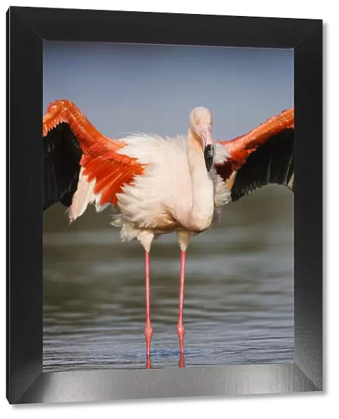 Greater flamingo (Phoenicopterus roseus) stretching wings, in lagoon, Pont Du Gau