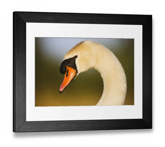 Framed Print : Mute Swan (Cygnus olor) profile of head, Pont du Gau, Camargue, France, April 2009 Framed Print : Mute Swan (Cygnus olor) profile of head, Pont du Gau, Camargue, France, April 2009