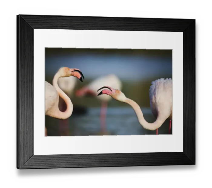 Framed Print : Two Greater flamingos (Phoenicopterus roseus) fighting, Pont du Gau, Camargue, France