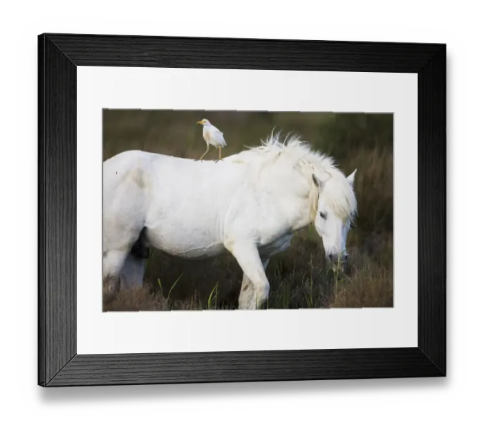 Framed Print : White Camargue horse stallion with a Cattle egret (Bulbulcus ibis) on his back, Camargue Framed Print : White Camargue horse stallion with a Cattle egret (Bulbulcus ibis) on his back, Camargue