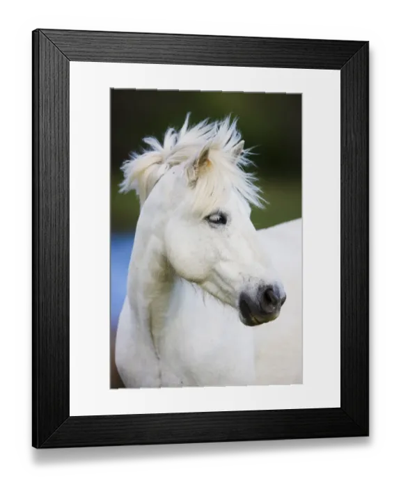 Framed Print : White Camargue horse portrait, Camargue, France, April 2009
