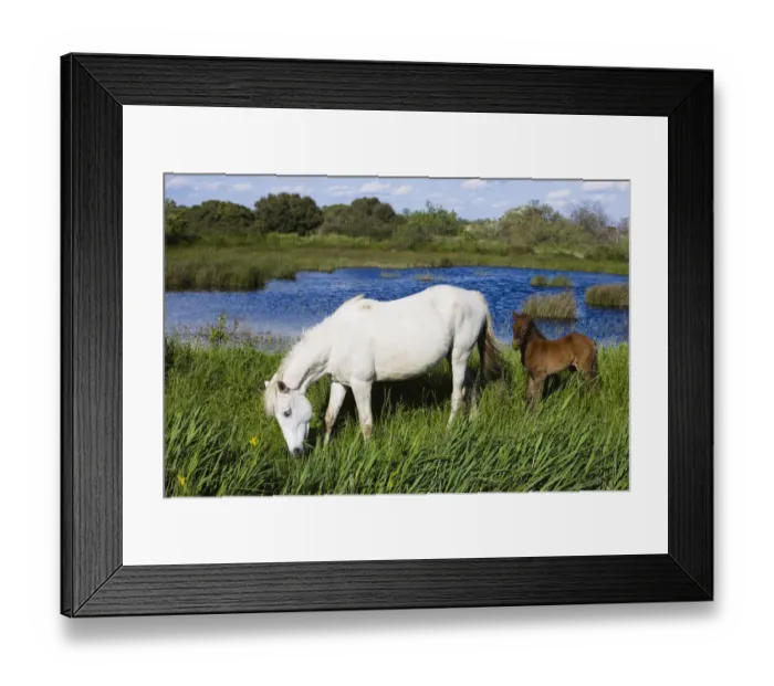 Framed Print : White Camargue horse, mare with brown foal, Camargue, France, April 2009 Framed Print : White Camargue horse, mare with brown foal, Camargue, France, April 2009