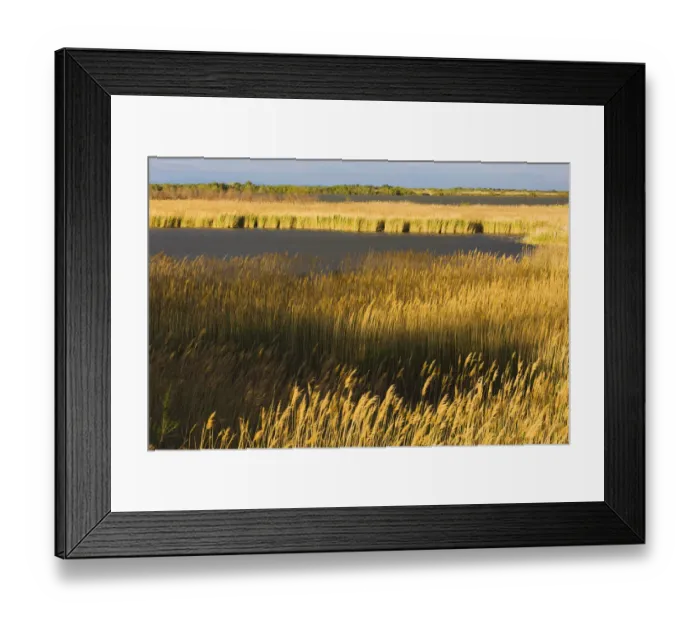 Framed Print : Lagoon with reeds near Stes Maries de la Mer, Camargue, France, April 2009 Framed Print : Lagoon with reeds near Stes Maries de la Mer, Camargue, France, April 2009