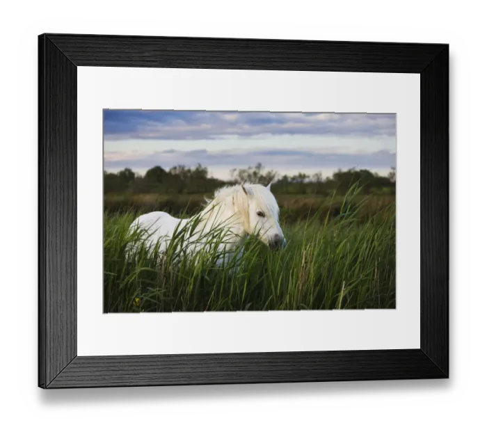 Framed Print : White Camargue horse, stallion in tall grass, Camargue, France, April 2009 Framed Print : White Camargue horse, stallion in tall grass, Camargue, France, April 2009