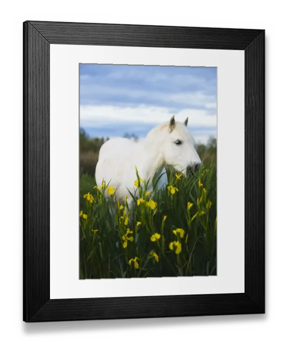 Framed Print : White Camargue horse grazing amongst Yellow flag irises, Camargue, France, April 2009 Framed Print : White Camargue horse grazing amongst Yellow flag irises, Camargue, France, April 2009