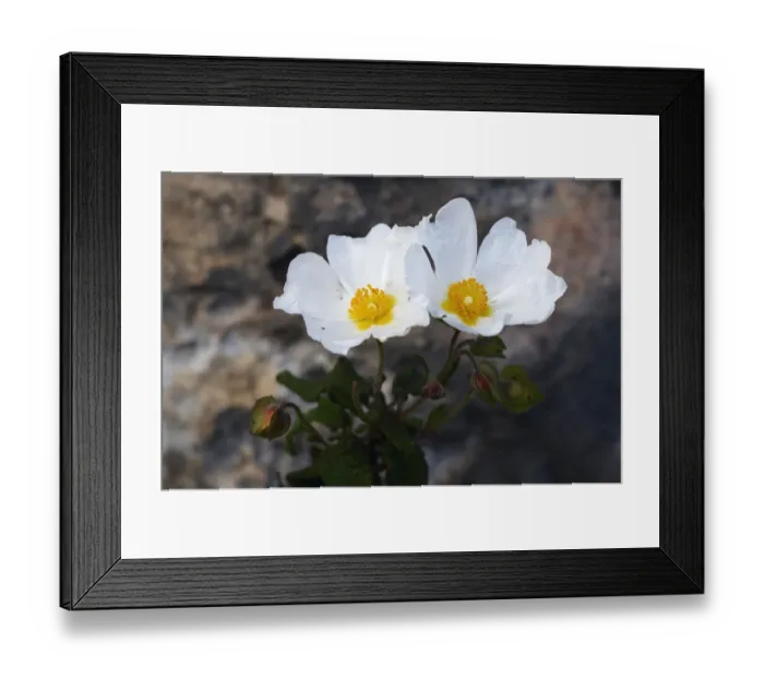 Framed Print : Sage leaved cistus (Cistus salvifloria) in flower, Akamas Peninsula, Cyprus, April 2009