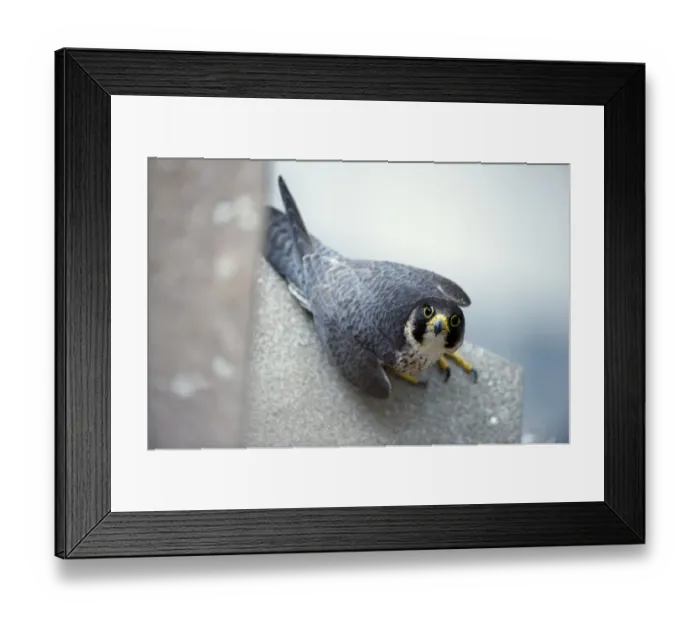 Framed Print : Peregrine falcon (Falco peregrinus) perched looking up, Sagrada Familia, Barcelona Framed Print : Peregrine falcon (Falco peregrinus) perched looking up, Sagrada Familia, Barcelona